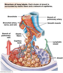 Structure of lung lobule showing bronchioles, alveoli, capillaries, and elastic fibers