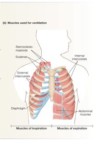 Muscles used for ventilation