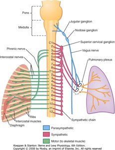 Muscles used for inspiration and expiration
