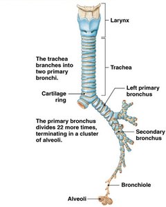 Diagram of the respiratory tract showing larynx, trachea, bronchi, bronchioles, and alveoli