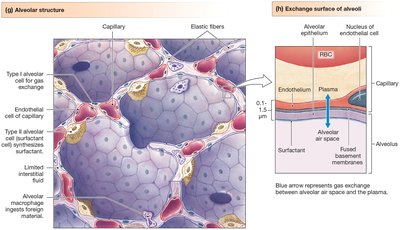 Alveolar structure and exchange surface of alveoli