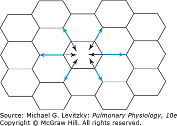 Diagram showing forces of alveolar interdependence