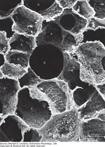 Electron micrograph of alveolar structure showing interconnections