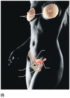 Female reproductive system
