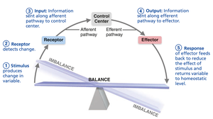 Homeostatic control system