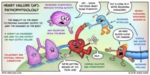 Heart failure pathophysiology