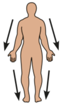 Regional terms: posterior view