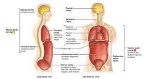 Dorsal and ventral body cavities
