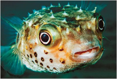 Puffer fish contain a potent neurotoxin.