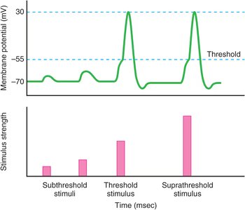 The concept of a threshold stimulus.