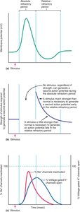 Refractory periods associated with an action potential.