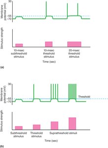 Frequency coding: how action potentials convey intensity of stimuli.