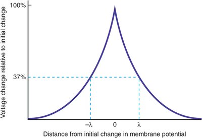 Action potential conduction in unmyelinated axons.
