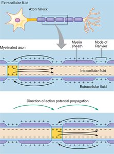 Saltatory conduction in myelinated axons.