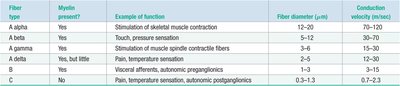 Conduction velocities in axons of various nerve fiber types.