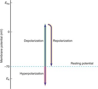 Changes in membrane potential: depolarization, hyperpolarization, and repolarization.