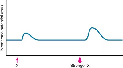 Effect of stimulus strength on size of graded potential.