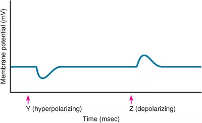 Effect of stimulus type on graded potentials.