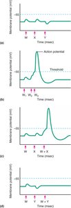 Temporal and spatial summation of graded potentials.