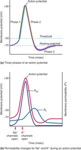 Phases and ionic basis of an action potential.