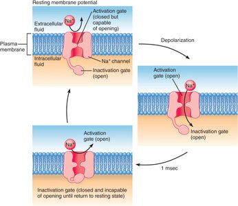 Model for the operation of voltage-gated sodium channels.