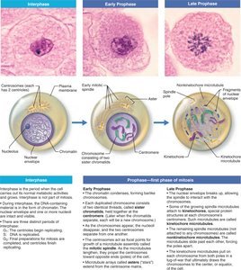 Microscopic and diagrammatic views of interphase and prophase