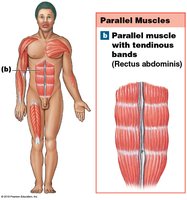 Anatomy & Physiology Muscular System Study Guide | Notes