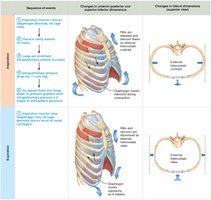 Sequence of events during expiration