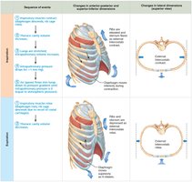 Sequence of events during expiration