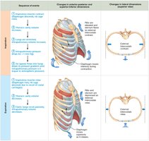 Sequence of events during expiration
