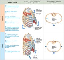 Sequence of events during expiration