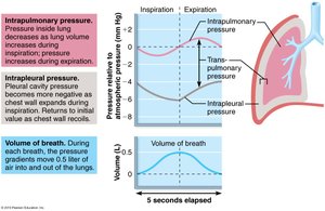 Pressure changes during inspiration and expiration