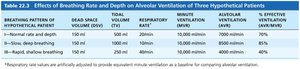 Effects of breathing rate and depth on alveolar ventilation