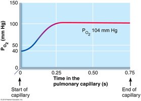 Oxygenation of blood in pulmonary capillaries