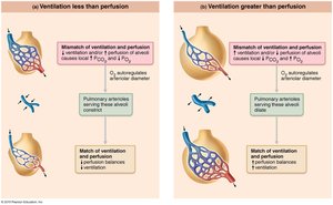 Ventilation-perfusion coupling