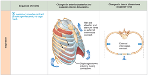 Sequence of events during inspiration
