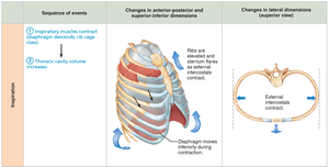 Sequence of events during inspiration