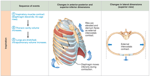 Sequence of events during inspiration