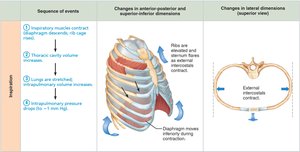 Sequence of events during inspiration