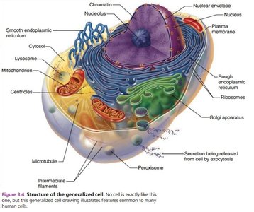 Generalization Cell Anatomy & Physiology Study Guide: Cell Structure & Function | Notes