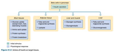 Actions of insulin on target tissues