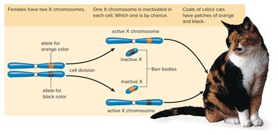 X-chromosome inactivation and calico cat