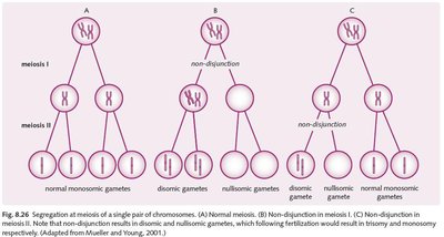 Nondisjunction and abnormal gametes