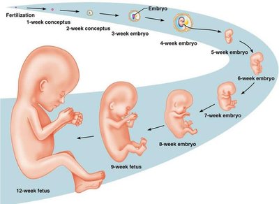 Stages of embryonic development