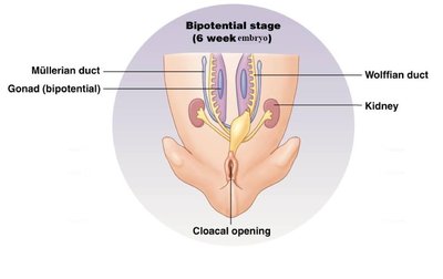 Bipotential reproductive structures at 6 weeks