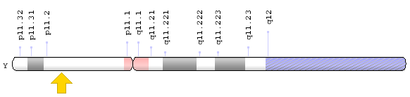 SRY gene directs male development