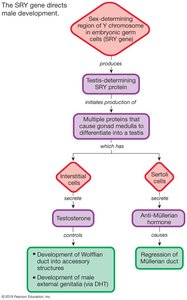 SRY gene location on Y chromosome
