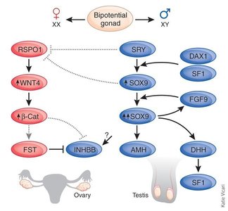 Genetic pathways of sex differentiation