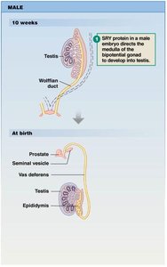 Testosterone converts Wolffian duct to male structures