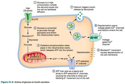 Glucose-stimulated insulin secretion